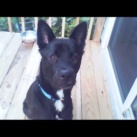 Meet your Posher, Brittany - Picture 1 of 1